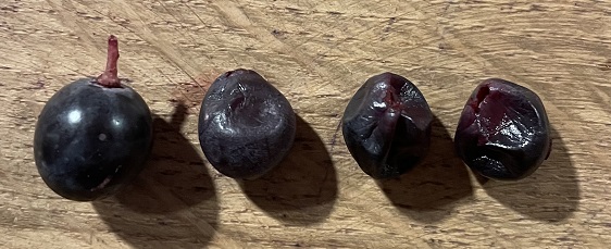 Bentu-Luna-grapes 2